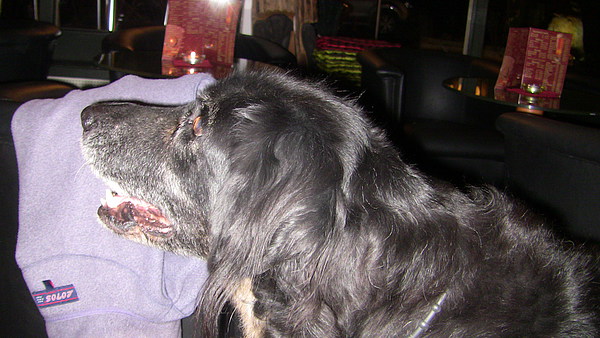 med_Weis(s)e Schnauze Prisco.JPG (600 x 338)